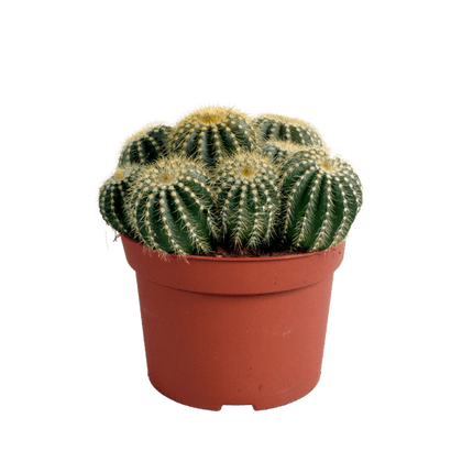 Kaktus – Eriocactus warasii – Ø12cm – Zimmerpflanze & Sukkulente – Kugelkaktus mit feinen gelben Stacheln – Pflegeleicht & dekorativ