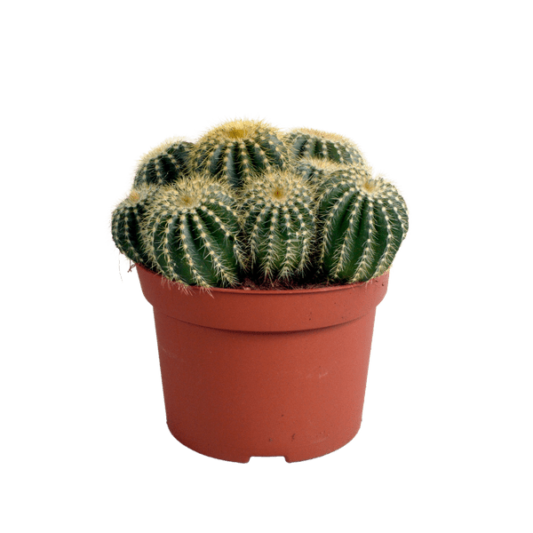 Kaktus – Eriocactus warasii – Ø12cm – Zimmerpflanze & Sukkulente – Kugelkaktus mit feinen gelben Stacheln – Pflegeleicht & dekorativ