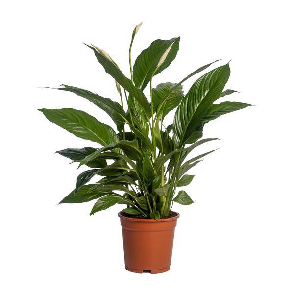 Einblatt Spathiphyllum Vivaldi – Ø17cm – ↕70cm – Pflegeleichte Friedenslilie mit weißen Blüten