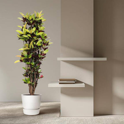 Wunderstrauch – Codiaeum Iceton Croton – Zimmerpflanze ca. 190cm Höhe – Ø45cm – dekorative Pflanze mit bunten Blättern für Wohnzimmer & Büro