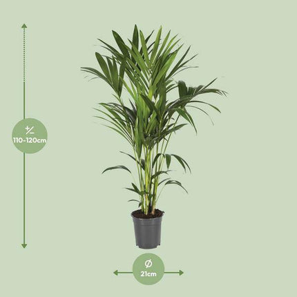 Kentiapalme – Howea Forsteriana – Zimmerpflanze – Ø21cm – ↕120cm – Elegante & pflegeleichte Grünpflanze – Tropische Palme für Wohnzimmer & Büro
