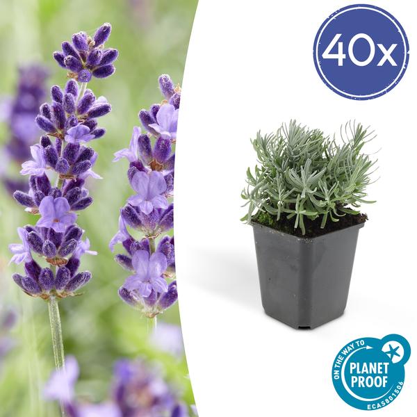 Lavender Lavandula 'Hidcote' – 40 Pflanzen – reich blühender Lavendel – Bodendecker & Gartenpflanze – Sonne & Gartenbeet – ↕10-25cm – Ø9cm