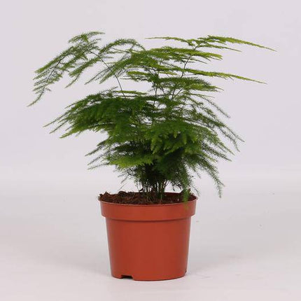 Feder-Spargel – Asparagus Setaceus Plumosus – Zimmerpflanze – Ø12cm – ↕28cm – dekorativer Zierspargel – luftige pflegeleichte Grünpflanze