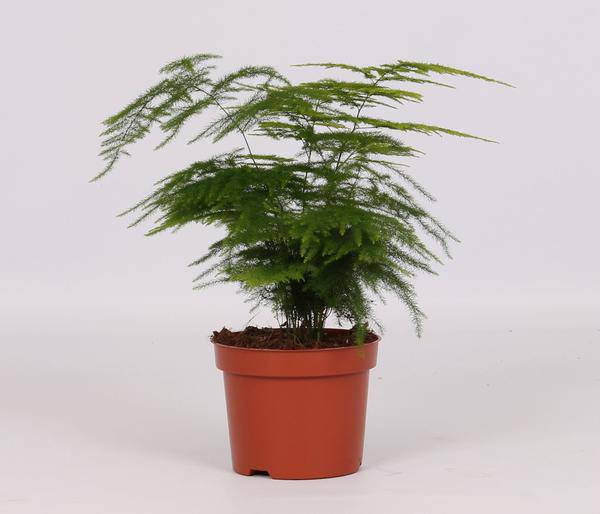 Feder-Spargel – Asparagus Setaceus Plumosus – Zimmerpflanze – Ø12cm – ↕28cm – dekorativer Zierspargel – luftige pflegeleichte Grünpflanze