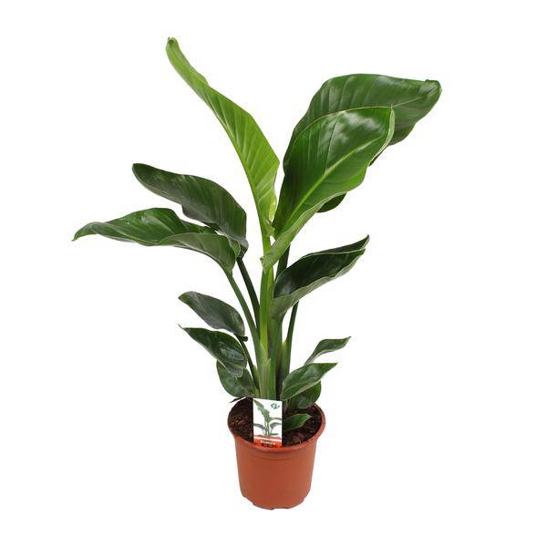 Baum – Strelitzie – Strelitzia Nicolai – Paradiesvogelblume – Ø17cm ↕70cm – tropische Zimmerpflanze mit exotischem Blattschmuck