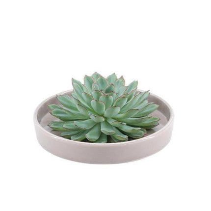 Sukkulente – Echeveria pulidonis ROOTLESS – Ø20cm Schale „Taupe“ – Zimmerpflanze ohne Wurzeln – Pflegeleichte Schnitt-Sukkulente als Tischdeko & Geschenkidee