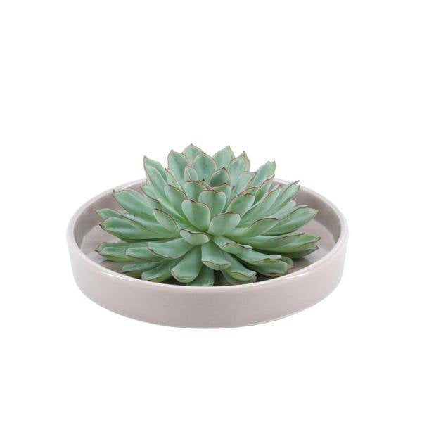 Sukkulente – Echeveria pulidonis ROOTLESS – Ø20cm Schale „Taupe“ – Zimmerpflanze ohne Wurzeln – Pflegeleichte Schnitt-Sukkulente als Tischdeko & Geschenkidee