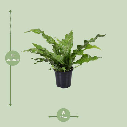 Känguru-Farn – Microsorum Diversifolium – Zimmerpflanze – Ø17cm – ↕45cm – pflegeleichter Farn für Innenräume – dekorative Grünpflanze für Zuhause & Büro