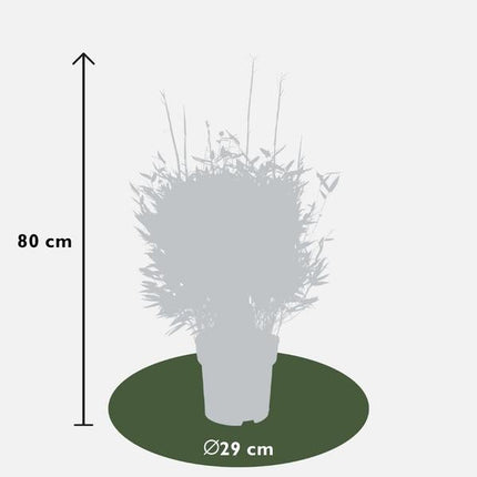Fargesia murieliae Moontears Boobux – Bambus – immergrün & winterhart – nicht invasiv – Ø29cm – ↕70cm Höhe – ideal für Garten, Terrasse & Hecken