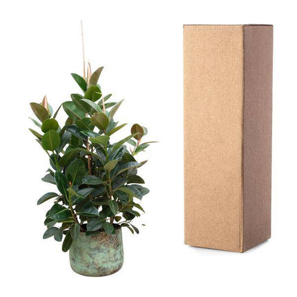 Gummibaum – Ficus Robusta – Zimmerpflanze 150cm – Ø38cm – XXL – Pflanze mit großen dunkelgrünen Blättern – Kübelpflanze für Wohnzimmer & Büro