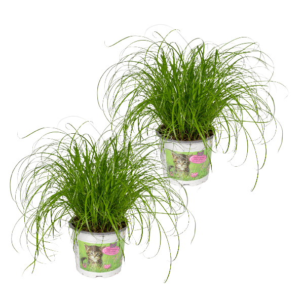 Katzengras – Cyperus Alternifolius – 2 Zimmerpflanze Ø12cm – ca. 20cm hoch – Gesundes Gras für Katzen