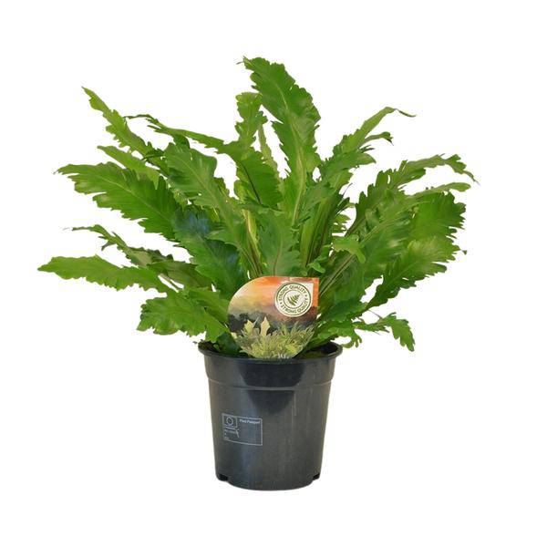 Nestfarn – Asplenium Campio – Zimmerpflanze – Ø17cm x ↕50cm – dekorativer Farn für Wohnzimmer, Büro & Innenräume
