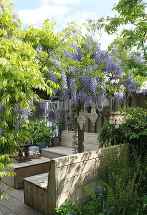 Chinesischer Duft-Blauregen – Wisteria sinensis ‘Caroline’ – Ø15cm – ca. 65cm hoch – Schnellwachsende & winterharte Kletterpflanze mit dunkelblau-lila Blütentrauben – Für Pergola, Zaun & Fassade