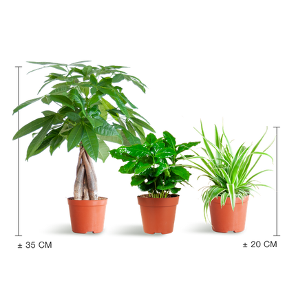 Haustierfreundliches Pflanzset – Zimmerpflanzen Mix – Ø12cm – Ungiftig für Katzen & Hunde – 3 Pflanzen-Set – Für Kinder und Haustiere geeignet