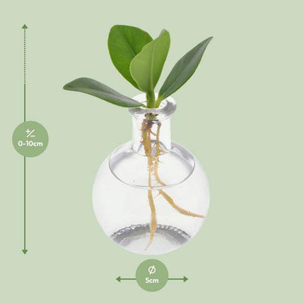 Clusia im Samoa Glas – Ø5cm – ↕10cm – dekorative Hydroponik-Zimmerpflanze mit Korkverschluss – pflegeleicht & modern