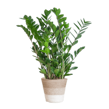 Zamioculcas Zamiifolia 80cm – Glücksfeder Zimmerpflanze Ø21cm – pflegeleichte & robuste Pflanze für Zuhause & Büro – inkl. handgeflochtenem Jutekorb Lissabon Weiß