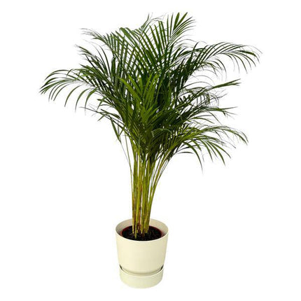 Areca Palme – Betelpalme – Zimmerpflanze ca. 130cm – ø24cm – inkl. Pflanzgefäß Greenville Weiß D30xH28 – Tropische Zimmerpalme für Wohnzimmer, Büro & Wintergarten