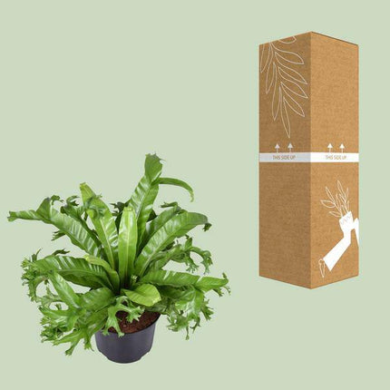 Nestfarn – Asplenium nidus Crissie – Vogelnestfarn – Zimmerpflanze – Ø23cm – ↕55cm – pflegeleicht & luftreinigend