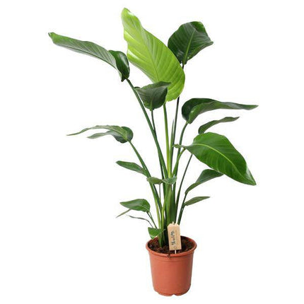 Baum – Strelitzie – Strelitzia Nicolai – Zimmerpflanze – Ø21cm – ↕100cm – Weiße Paradiesvogelblume