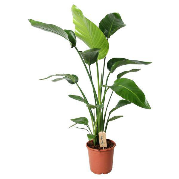 Baum – Strelitzie – Strelitzia Nicolai – Zimmerpflanze – Ø21cm – ↕100cm – Weiße Paradiesvogelblume