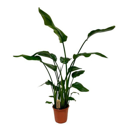 Strelitzia Nicolai – Baum-Strelitzie – Ø21cm – ↕120cm – Exotische Zimmerpflanze – XXL Bananenblatt-Optik – Für Wohnzimmer & Büro