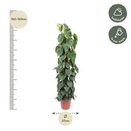Baumfreund Philodendron Scandens – Moosstock – Zimmerpflanze 150cm – Ø27cm – Tropische Kletterpflanze mit herzförmigen Blättern – Luftreinigende Rankpflanze für Wohnzimmer, Büro & Indoor-Deko