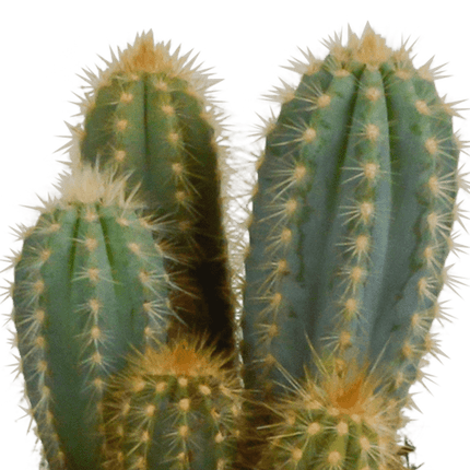 Cereus Mix – 3Zimmerpflanzen – Ø10,5cm – Verschiedene Säulen- & Stabkakteen im weißen Topf – Pflegeleichte Kakteen für Fensterbank, Büro & Wohnzimmer