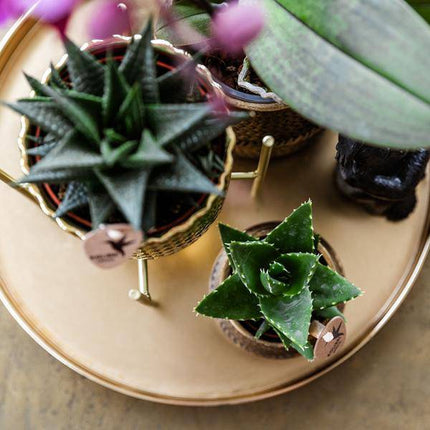 Pflanzenset Hotel Chic – Flieder – Phalaenopsis Orchidee & Sukkulenten – Inklusive Diamond- & Groove-Keramiktöpfe – Mit Monkey Long Tail & goldenem Tablett – Elegantes Zimmerpflanzen-Set