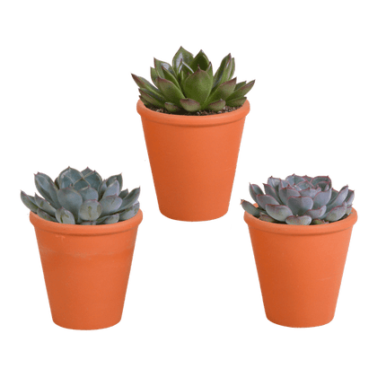 Echeveria Mix – Steinrose 3 Pflanzen – Ø8,5cm Zimmerpflanzen im Terrakotta – Topf – Verschiedene farbige Sukkulenten – Pflegeleichte Mini