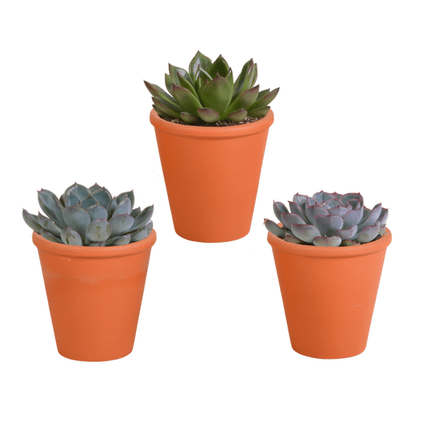 Echeveria Mix – Steinrose 3 Pflanzen – Ø8,5cm Zimmerpflanzen im Terrakotta – Topf – Verschiedene farbige Sukkulenten – Pflegeleichte Mini