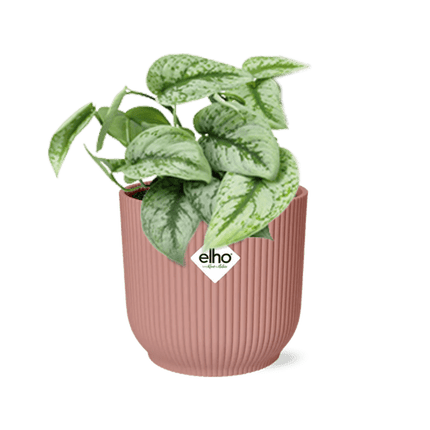 Efeutute Scindapsus Pictus Trebie – Zimmerpflanze Ø12cm inkl. Ziertopf Vibes Fold Rosa Ø14cm – Pflegeleichte rankende Grünpflanze – Luftreinigende Hängepflanze für Wohnzimmer, Büro & Schlafzimmer