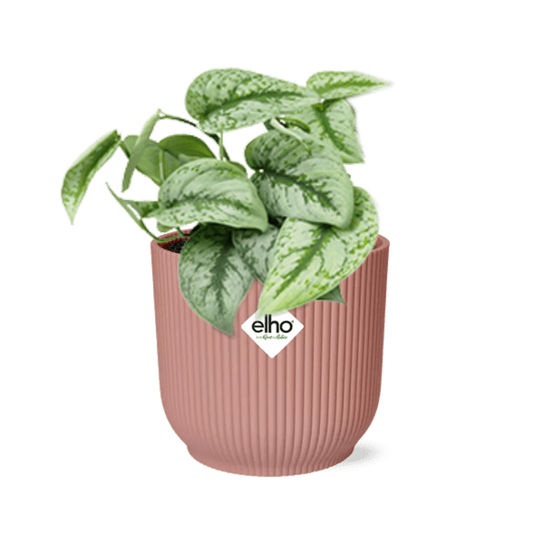 Efeutute Scindapsus Pictus Trebie – Zimmerpflanze Ø12cm inkl. Ziertopf Vibes Fold Rosa Ø14cm – Pflegeleichte rankende Grünpflanze – Luftreinigende Hängepflanze für Wohnzimmer, Büro & Schlafzimmer