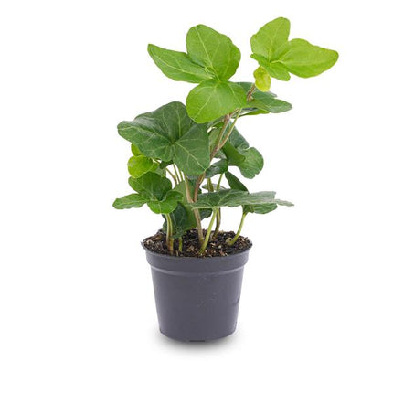 Hedera Helix – Gemeiner Efeu – Zimmerpflanze – Ø6cm – Terrarienpflanze – Kletterpflanze mit dichtem Blattwuchs – Pflegeleicht & Winterhart
