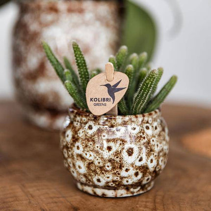 Safari Topf – Dekorativer Keramiktopf – Handgefertigter Blumentopf – Stilvolles Pflanzgefäß für Zimmerpflanzen – Ø12cm