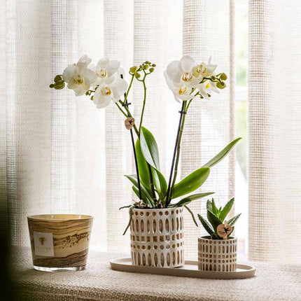 Pflanzenset Weiße Phalaenopsis Orchidee Amabilis & Sukkulente – Keramiktöpfe Mosaik – Auf cremefarbenem organischem Tablett – Elegante Deko für Wohnraum & Büro
