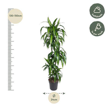Drachenbaum – Dracaena Hawaiiana 180cm – Ø24cm – Elegante Zimmerpflanze mit hellgrünen glänzenden Blättern – Pflegeleichte Grünpflanze für Wohnzimmer, Büro & Wintergarten