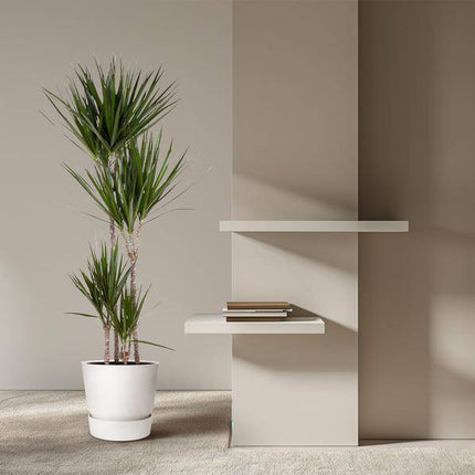 Drachenbaum – Dracaena Marginata 160cm – Ø27cm – Zimmerpflanze mit grünen Blättern & roten Rändern – In braunem Design-Topf – Pflegeleichte Dekopflanze für Wohnzimmer, Büro & Wintergarten