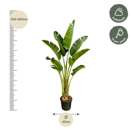 Baum-Strelitzie – Strelitzia Augusta – Zimmerpflanze – 250cm – Ø45cm – Weißer Paradiesvogel mit großen Blättern und exotischen Blüten für Wohnzimmer, Wintergarten und Büro
