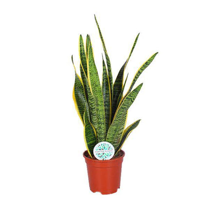 Bogenhanf – Sansevieria trifasciata Laurentii – Schwiegermutterzunge – Ø17cm – ca. 60cm hoch – pflegeleichte luftreinigende Zimmerpflanze