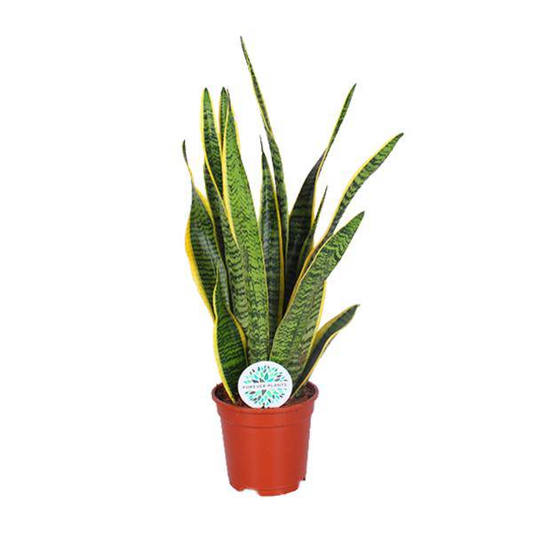 Bogenhanf – Sansevieria trifasciata Laurentii – Schwiegermutterzunge – Ø17cm – ca. 60cm hoch – pflegeleichte luftreinigende Zimmerpflanze