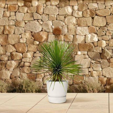 Palmlilie – Yucca Rostrata auf Stiel – ↕70cm – Ø30cm – Exotische Zimmer – & Terrassenpflanze – Pflegeleicht & robust