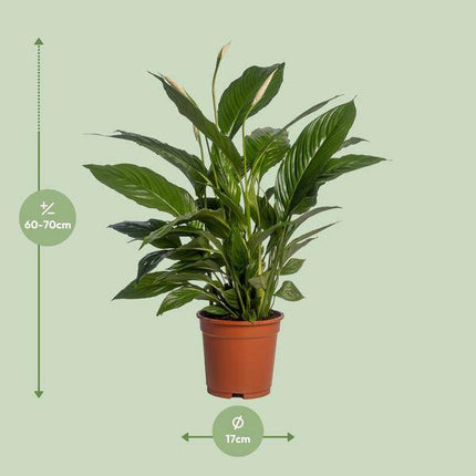 Einblatt Spathiphyllum Vivaldi – Ø17cm – ↕70cm – Pflegeleichte Friedenslilie mit weißen Blüten