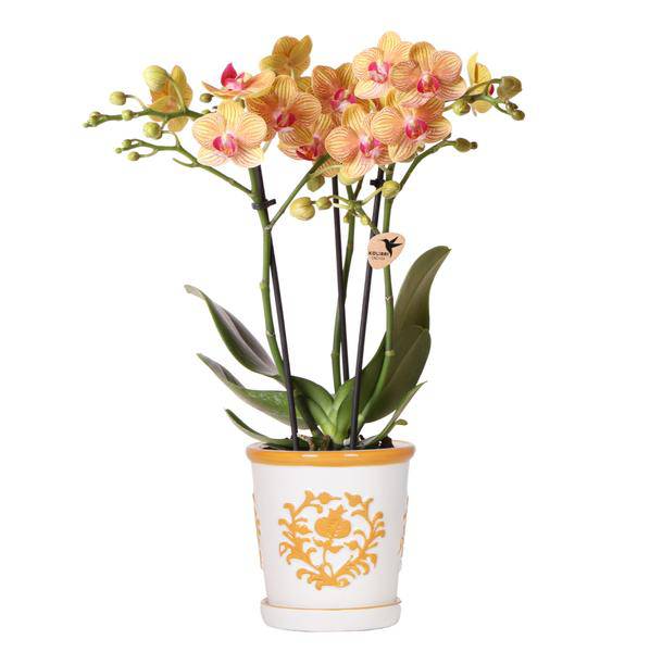 Orchidee Jamaica Orange Phalaenopsis – Zimmerpflanze mit 2-3 Rispen – inkl. Malaga Deko-Topf Orange Ø9cm – tropische Blühpflanze für Zuhause