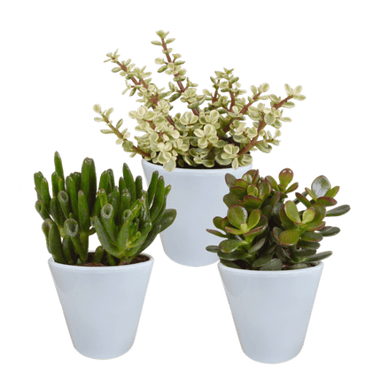 Crassula Mix – Dickblatt 3 Pflanzen Ø8,5cm Zimmerpflanzen im weißen Glas – Verschiedene Sukkulenten im modernen Übertopf – Pflegeleichte Mini-Bäume für Fensterbank, Büro & Wohnzimmer