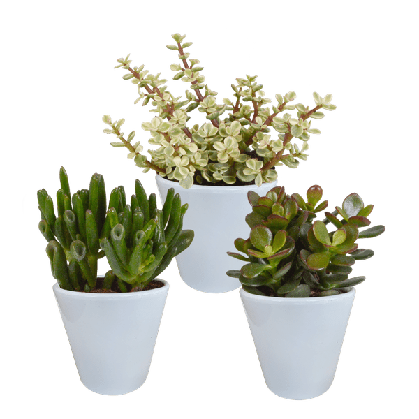 Crassula Mix – Dickblatt 3 Pflanzen Ø8,5cm Zimmerpflanzen im weißen Glas – Verschiedene Sukkulenten im modernen Übertopf – Pflegeleichte Mini-Bäume für Fensterbank, Büro & Wohnzimmer