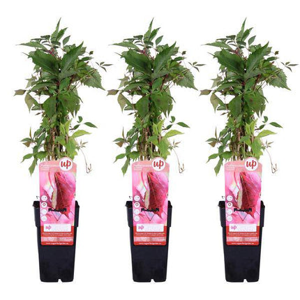 Wilder Wein – Parthenocissus quinquefolia 'Engelmannii' – 3 Pflanzen – Ø15cm – ca. 65cm hoch – Selbstklimmende Kletterpflanze mit roter Herbstfärbung für Fassade, Zaun & Pergola