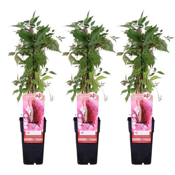 Wilder Wein – Parthenocissus quinquefolia 'Engelmannii' – 3 Pflanzen – Ø15cm – ca. 65cm hoch – Selbstklimmende Kletterpflanze mit roter Herbstfärbung für Fassade, Zaun & Pergola