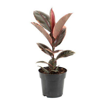Gummibaum – Ficus Elastica Belize – Ø17cm – ↕55cm – Elegante Zimmerpflanze mit dekorativem Blattwerk – Pflegeleicht & luftreinigend – Ideal für Wohnzimmer & Büro