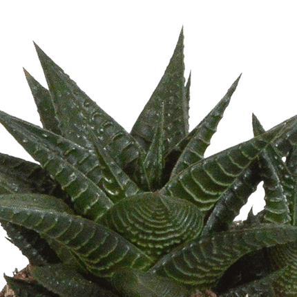 Sukkulenten Mix Gasteria & Haworthia – 3 Pflanzen – Ø8,5cm Zimmerpflanzen im weißen Topf – Verschiedene Mini-Sukkulenten – Pflegeleichte Pflanzen für Fensterbank, Büro & Wohnzimmer