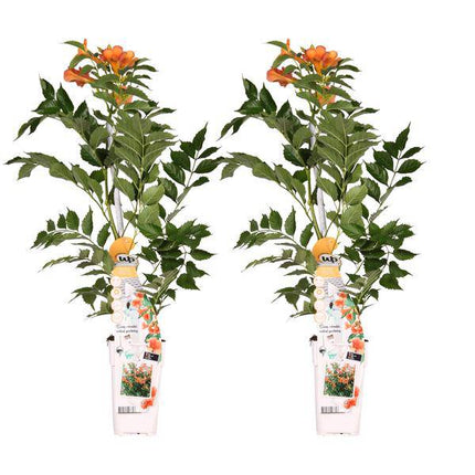 Klettertrompete – Campsis 'Indian Summer' – 2 Pflanzen – Ø15cm – ca. 65cm hoch – Winterharte Kletterpflanze mit orangefarbenen Blüten für mediterrane Gartengestaltung